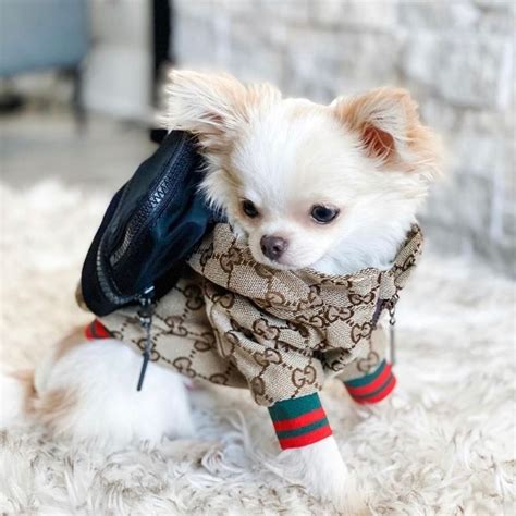 gucci raincoat for dogs.